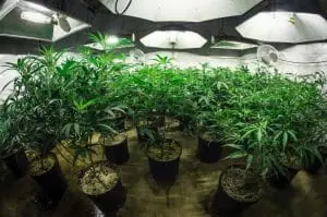 grow lights