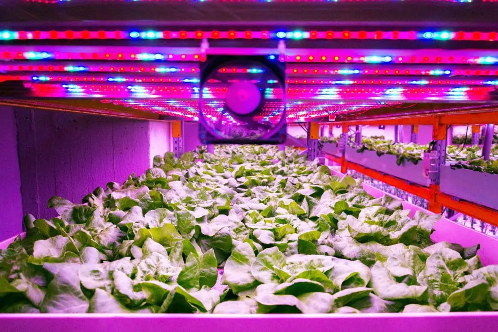 led grow lights