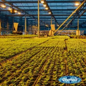 led grow lights