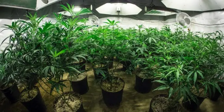 grow lights